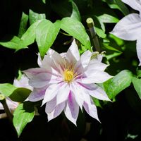 ソテツ,ソテツ,リナリア,ソテツの花,クレマチス アンドロメダの画像