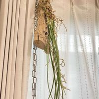 サラセニア・フラバ,セイデンファデニア ミトラタの画像