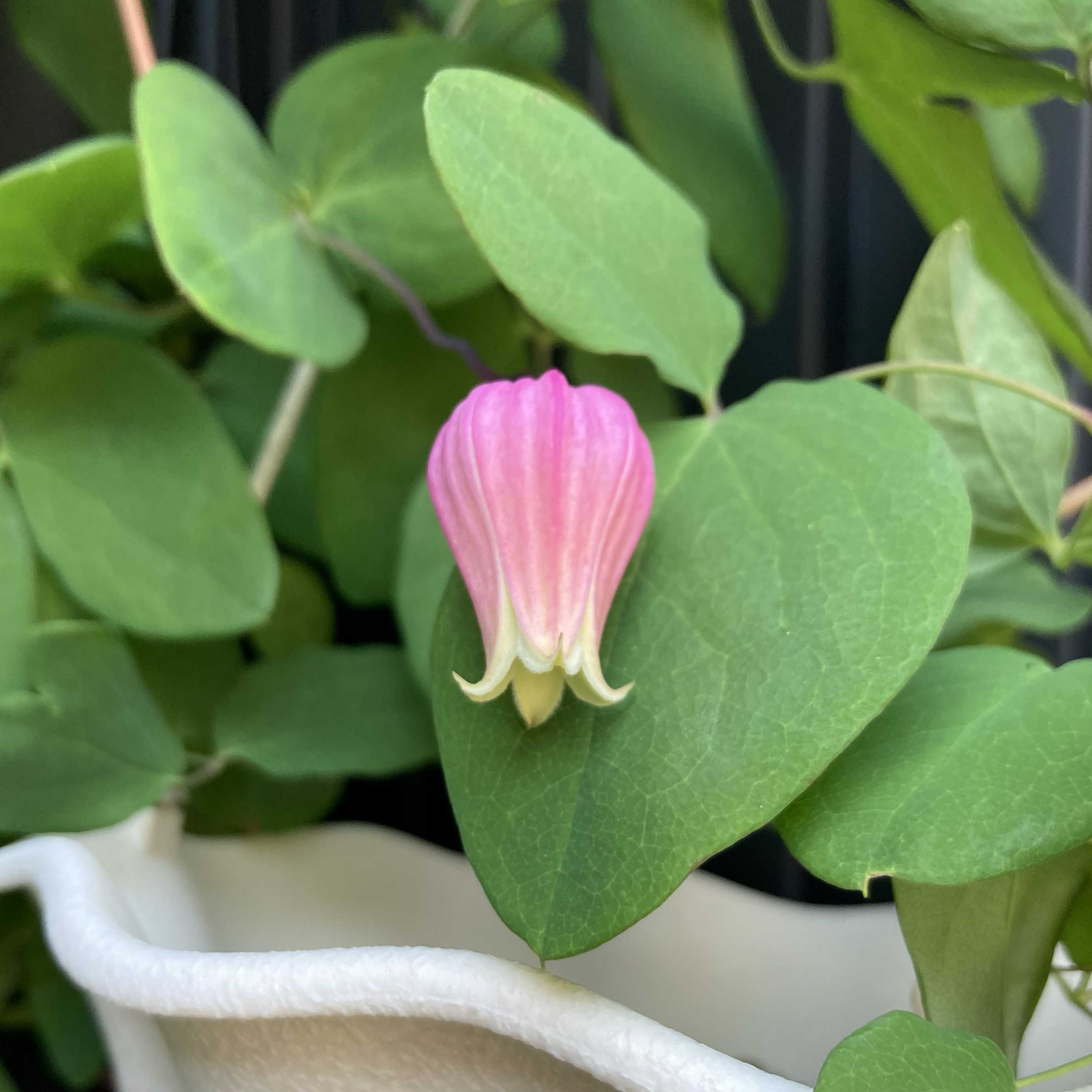 クレマチス マシュマロの一覧｜🍀GreenSnap（グリーンスナップ）