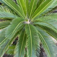 ソテツ,ソテツ,実家の庭,植中毒,タニラーの画像