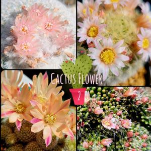 サボテン,カルメナエ,マミラリア カルメナエ,レブチア　ヘリオーサ,月世界の画像