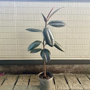 ゴムの木,フィカス バーガンディ,観葉植物,植え替え,ダイソー産の画像