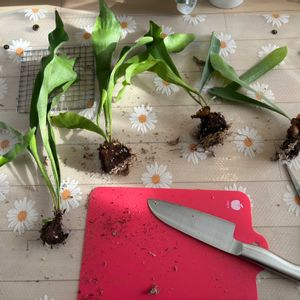 ビカクシダ ネザーランド,観葉植物,初心者, コウモリラン , ビカクシダの画像