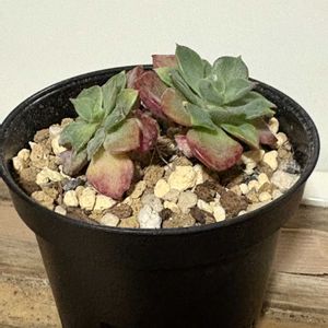 レティジア,おまけ苗,多肉植物,カット苗,セデベリア属の画像