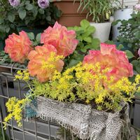 オノマンネングサ,多肉植物,ばら バラ 薔薇,災害時備蓄,手洗・うがい・マスクの画像