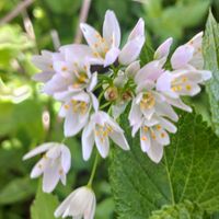 アリウム,ギョウジャニンニク,アリウム　ロゼウム,アケボノフウロ,行者ニンニクの画像