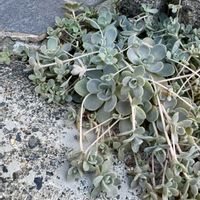 子持ち蓮華,子持ち蓮華,コモチレンゲ,多肉植物,#子持ち蓮華 の画像