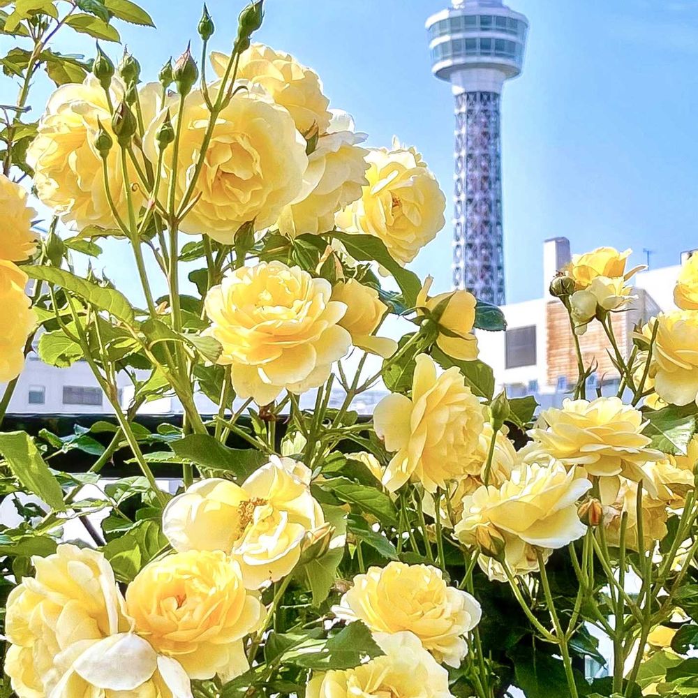 mintさんのアメリカ山公園への投稿