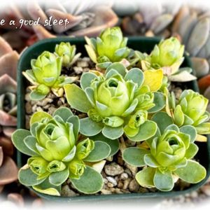 アエオニウム ドドランタレ,ドドランタレ,多肉植物,アエオニウム属,放置栽培の画像
