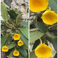 カラー,シクラメン,ニオイハンゲ,ニオイハンゲ,サラセニア・スカーレットベルの画像