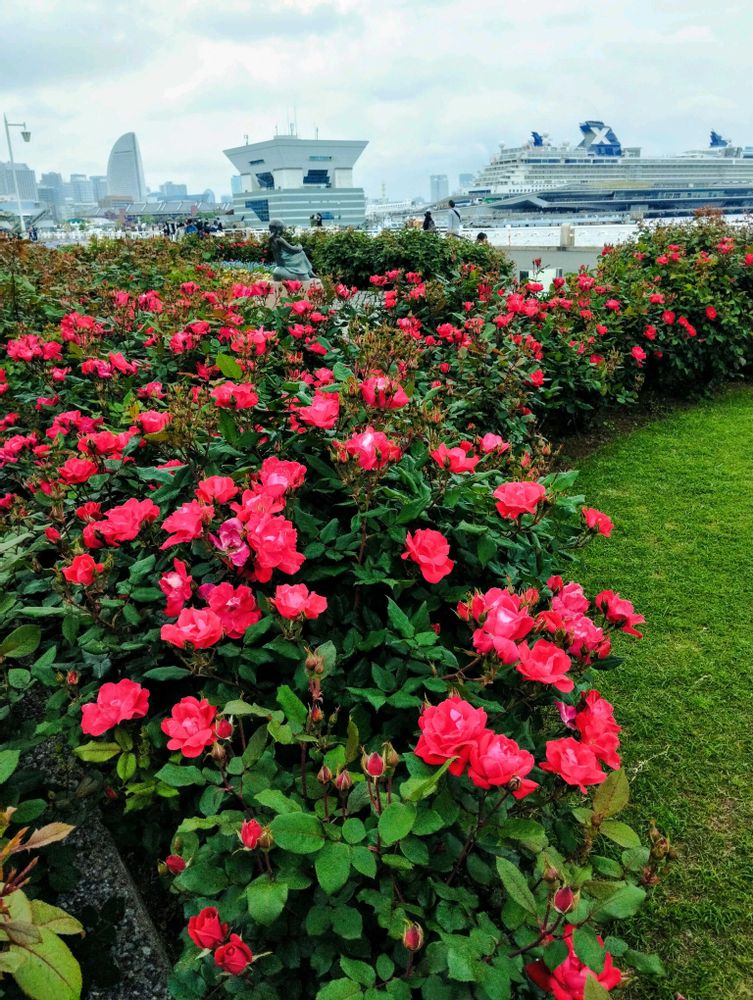 White Roseさんの中区への投稿