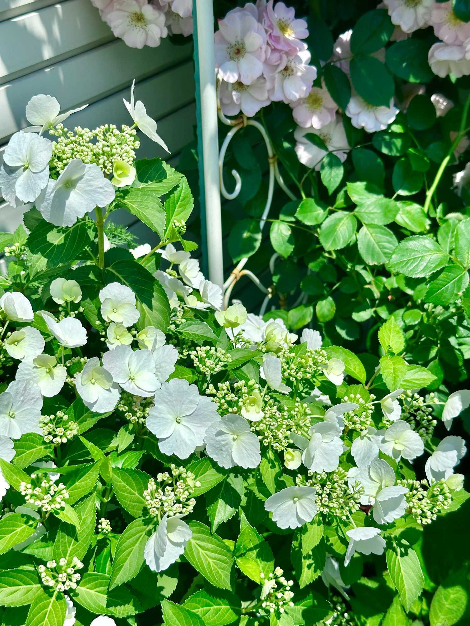 nyaco's ガーデン2025｜🍀GreenSnap（グリーンスナップ）