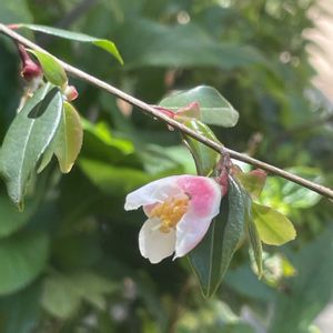 ヒメサザンカの画像