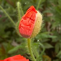 ポピー,寄せ植え,赤い花,ガーデニング,こぼれ種の画像