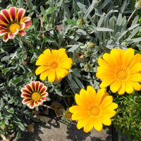 ガザニアの画像