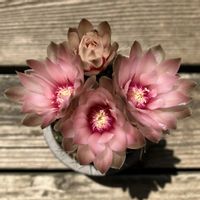 サボテン,緋花玉,緋花玉,多肉植物,鉢植えの画像