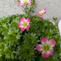 クモマグサ,プリムラビアリー,ギョリュウバイ一重赤色,ヤマボウシ赤色,ギョリュウバイ八重ピンクの画像