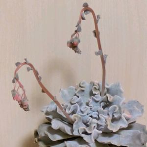 クリスペートビューティ,寄せ植え,多肉植物,葉挿し,リメ缶の画像