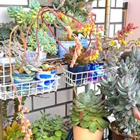 多肉植物,多肉棚,多肉の花,植物男子ベランダー,エケベリア好きの画像