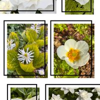 チングルマ,チングルマ,ヒトリシズカ,ヒトリシズカ,八重咲きエンレイソウの画像