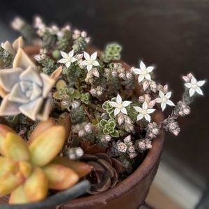 寄せ植え,多肉植物,星型,可愛すぎる,自然放置の画像