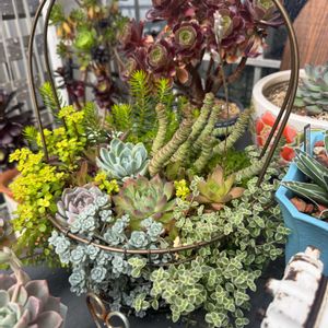 多肉植物,セダム属,ジャンク,ジャンクガーデン,ジャンク雑貨の画像