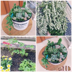 グリーンネックレス,タイトゴメ,虹の玉,グリーンペット,コーラルカーペットの画像