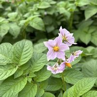 レタス,ジャガイモの花,ジャガイモの花,ジャガイモの花,自家製野菜の画像
