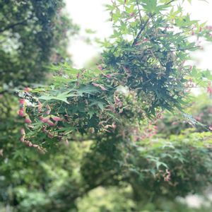 イロハモミジ,イロハモミジ,イロハモミジ,イロハモミジ,浮玉の画像
