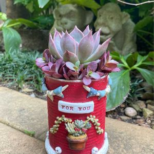 リメイク缶,ハンドメイド,エケベリア属,多肉大好き,寄植えの画像