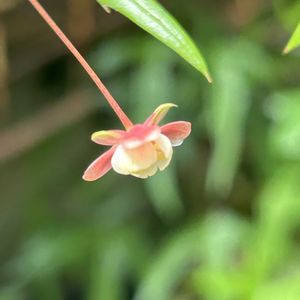 フウリンメギ,鉢植え,可愛い,庭木,山野草の画像