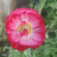 ヒナゲシ,シャーレポピー,花壇,開花,マイガーデンの画像