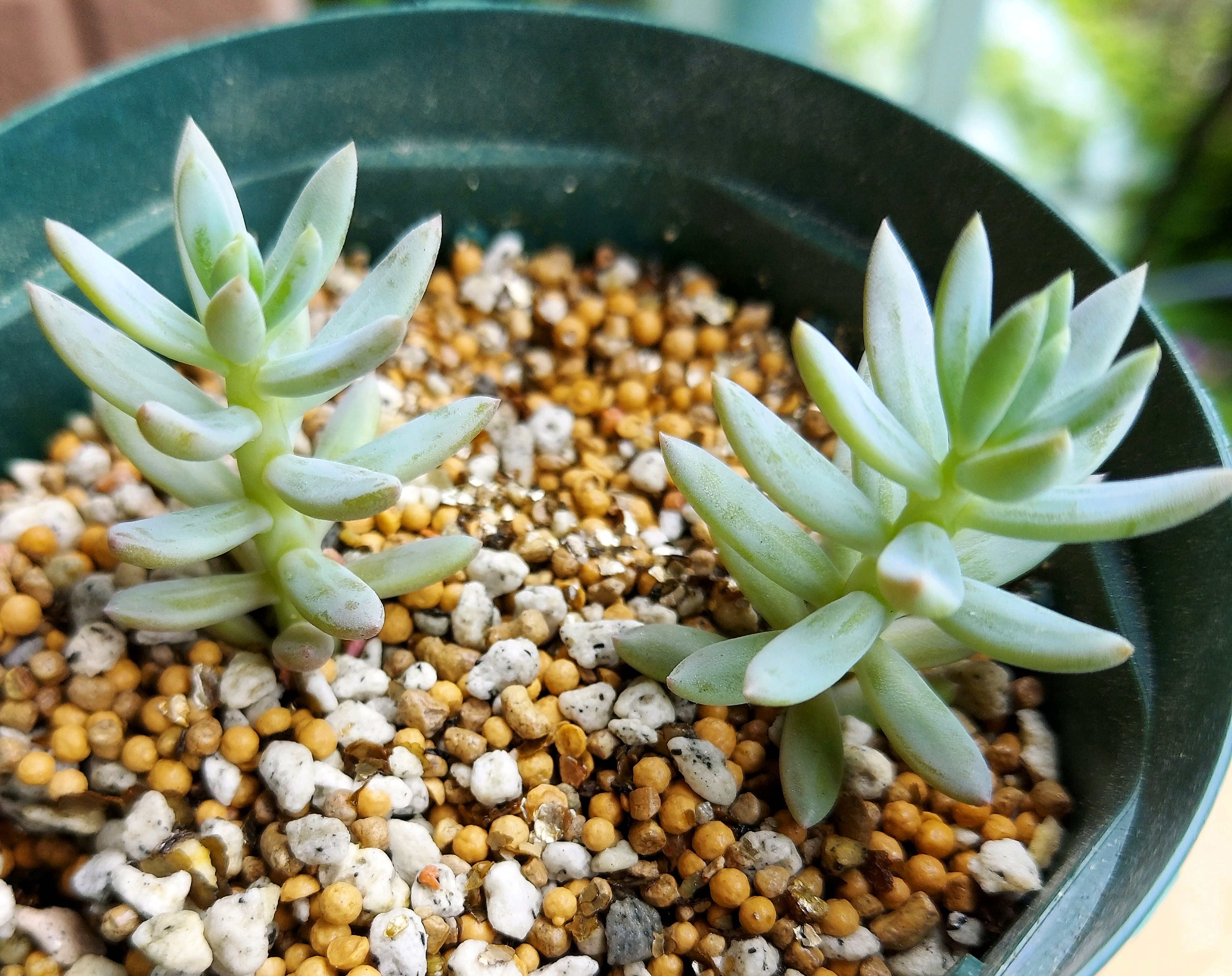 多肉植物 右往左往の記録｜🍀GreenSnap（グリーンスナップ）