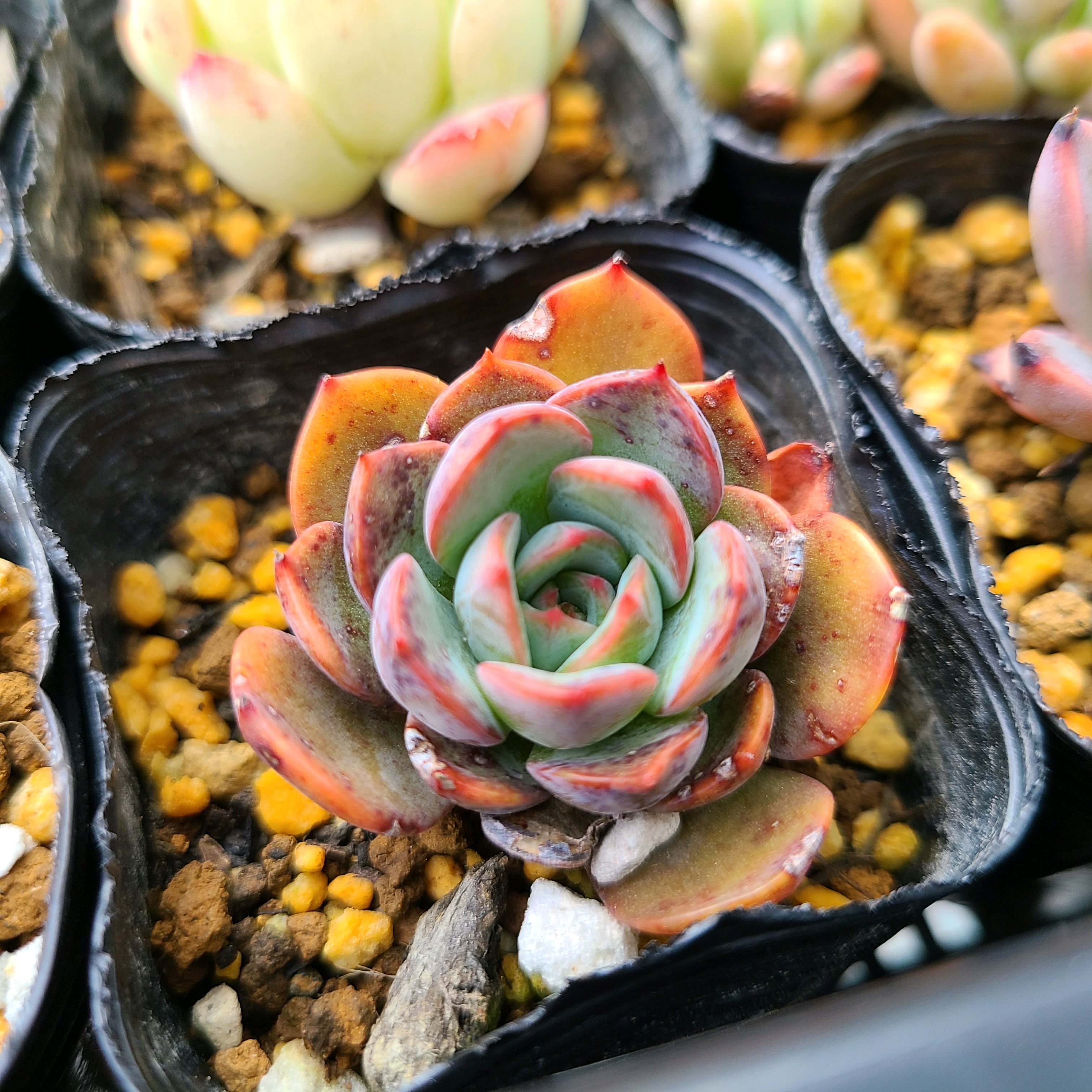 テキセンシスの成長記録💜❤️｜🍀GreenSnap（グリーンスナップ）