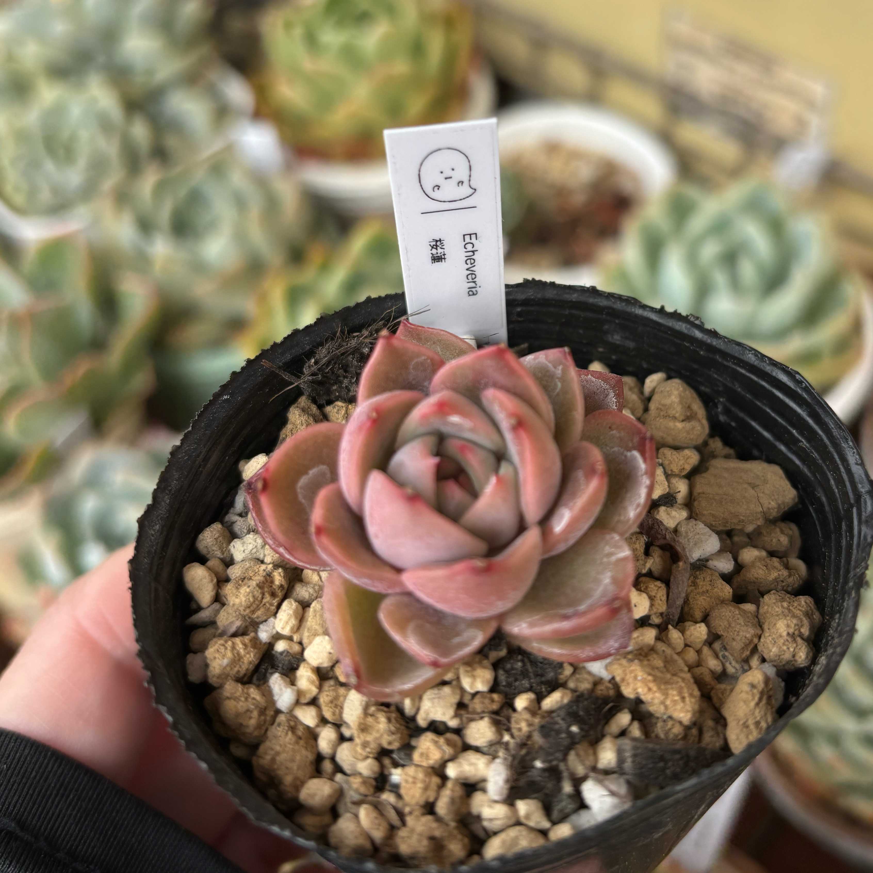 多肉アン 桜蓮の一覧｜🍀GreenSnap（グリーンスナップ）