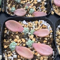 多肉植物,葉挿し,エケベリア属,植中毒,kokoaruの画像