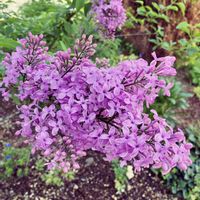 アロニア,姫ライラック,姫ライラック,ぼたん(牡丹）,頑張れ自分の画像