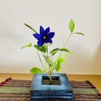 オクラレルカ,カーネーション,クレマチス,コバノズイナ,スターチスの画像