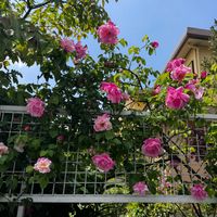 ばら バラ 薔薇,フェンス,庭の画像