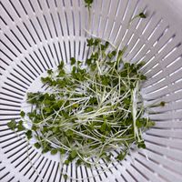 ブロッコリースプラウト,家庭菜園,リビング・ダイニングの画像