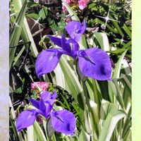 オオデマリ,カキツバタ,コデマリ,ライラック,十二の巻の画像
