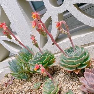 七福神,七福神,多肉植物,緑のある暮らし,多肉地植えの画像