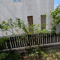 モッコウバラ,祈る震災復興,花のある暮らし,緑のある暮らし,剪定後の画像