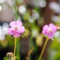 日光浴,仲良し,花のある暮らし,ゲラニューム,おうち園芸の画像