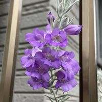 エレモフィラ・ニベア,エレモフィラ・ニベア,エレモフィラ,エレモフィラ,公園の画像