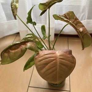 シンゴニウム,観葉植物,水耕栽培,室内管理の画像