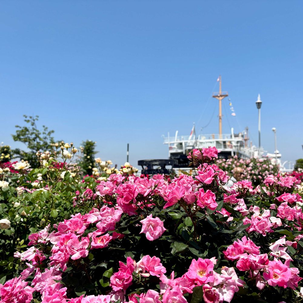 みんみんさんの山下公園への投稿
