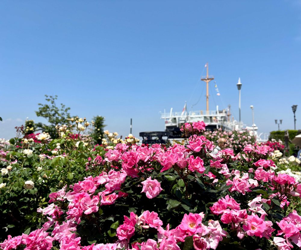 みんみんさんの港の見える丘公園への投稿