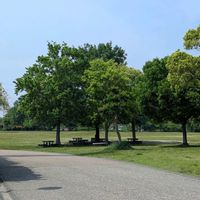 ヒルザキツキミソウ,オノマンネングサ,公園散歩,今日のお散歩,歩くの大好きの画像