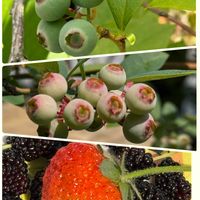 ブルーベリー,ペチュニア,くわのみ（マルベリー）,プレミアムペチュニア スプラッシュダンス ボレロブルー,プレミアムペチュニアスプラッシュダンスマジェンタマンボの画像